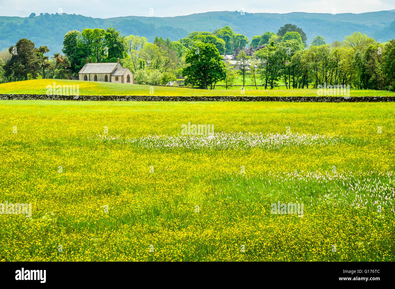 Flower meadow outside Bampton in the valley of the River Lowther in the Lake District Cumbria Stock Photo