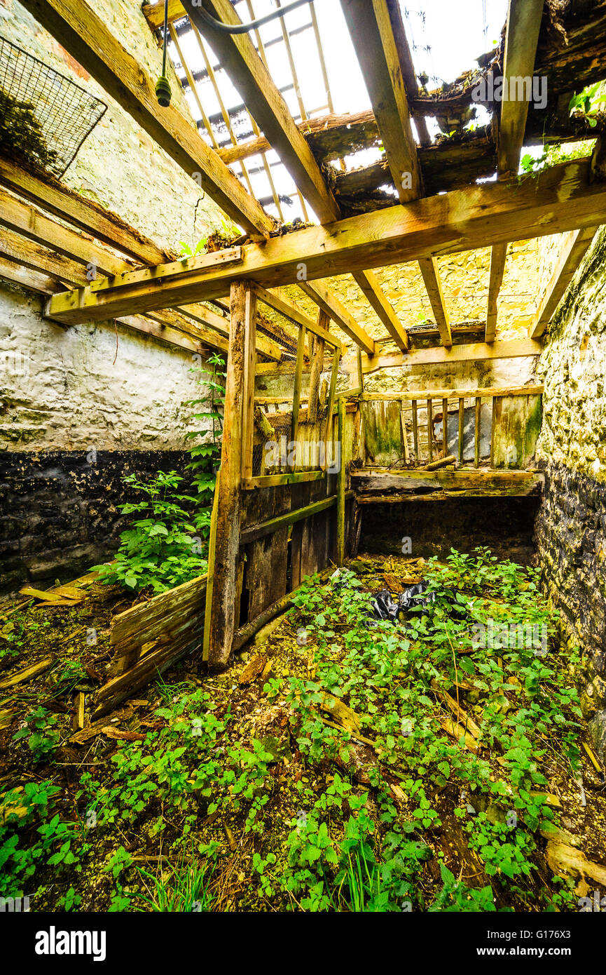 Cowshed attached to ruined house above Ellel Crag Quarry near Lancaster