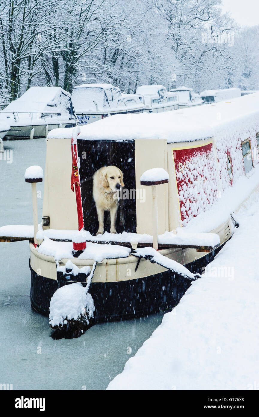 Golden Retriever looks unimpressed by falling snow on a narrowboat on the Lancaster Canal at Garstang Lancashire Stock Photo