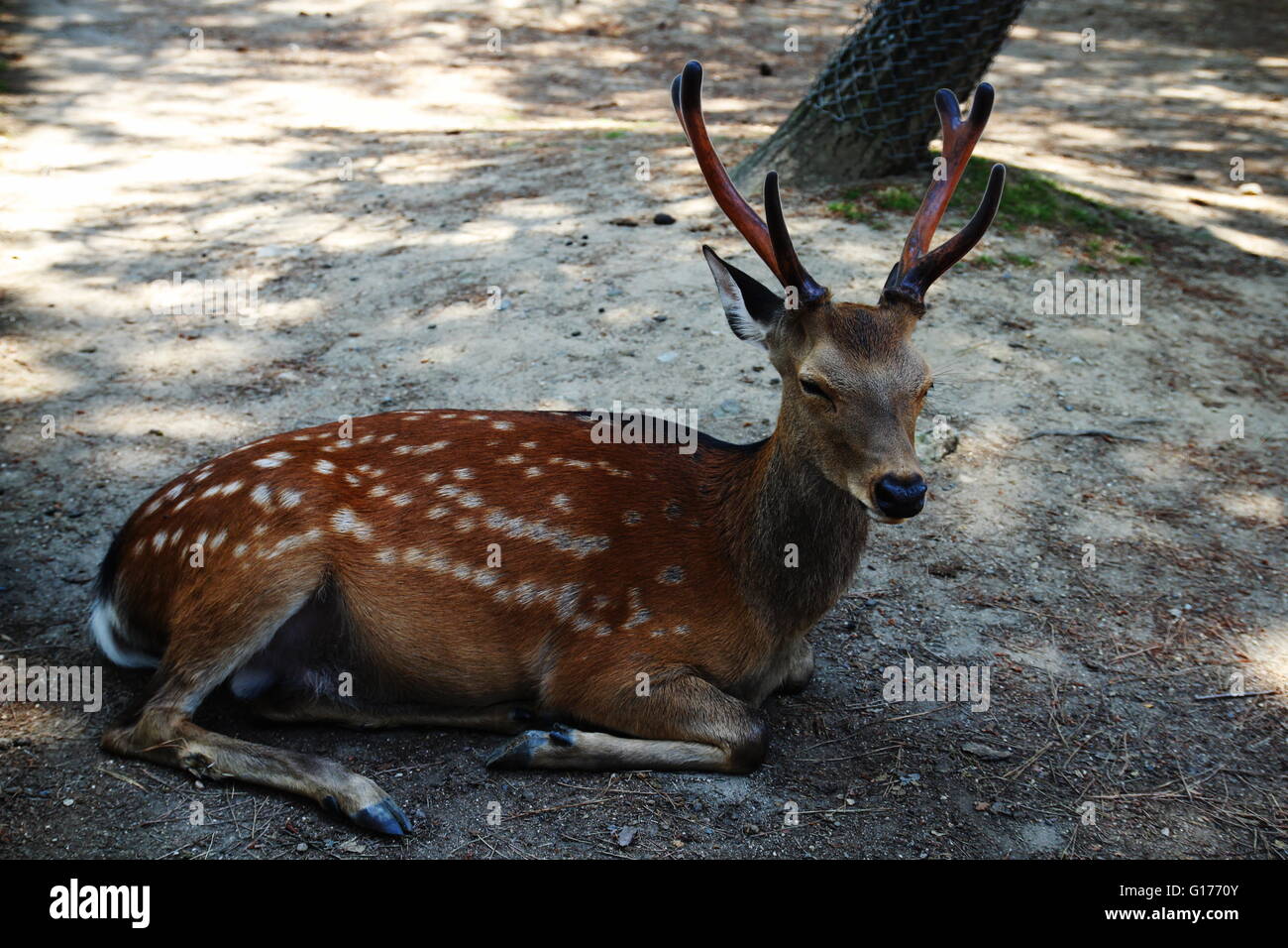 Sika Deer from Nara, Japan, resting under the shadow of a tree in a sunny day Stock Photo