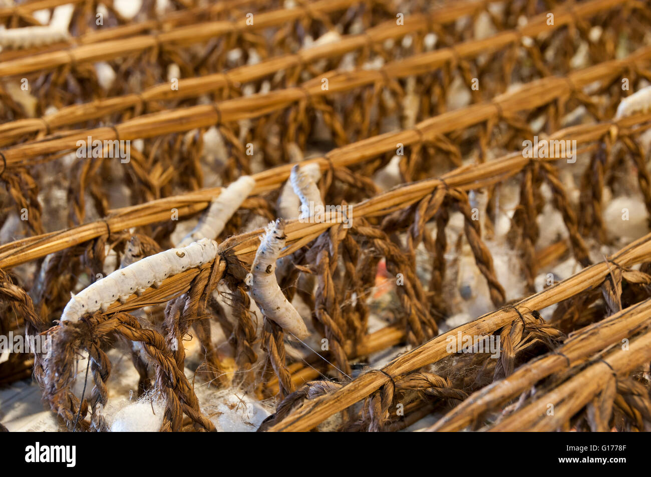 Worms of silk in japanese farm Stock Photo Alamy