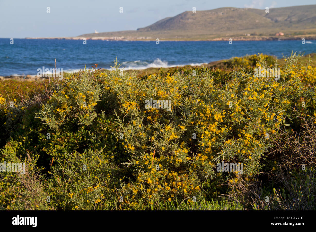 Grove of Needle whin (Genista anglica) on the coast of the Greek island Kefalonia Stock Photo