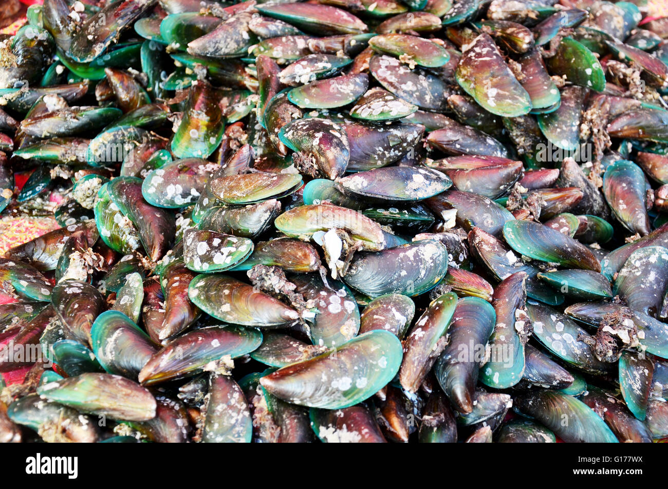 Asian green mussel for sale at seafood market Stock Photo Alamy