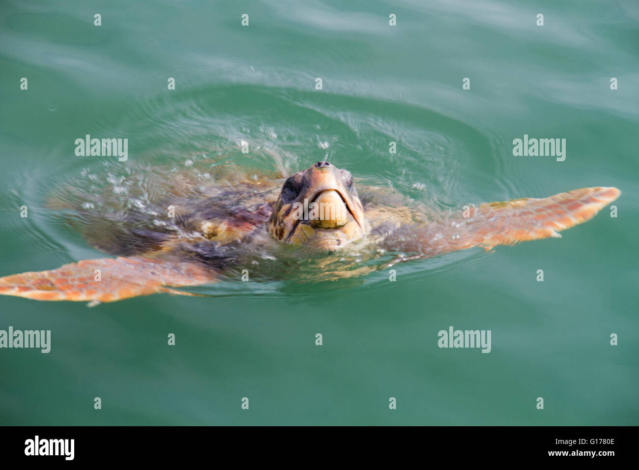 Loggerhead sea turtle (Caretta caretta), or loggerhead, swimming Stock Photo