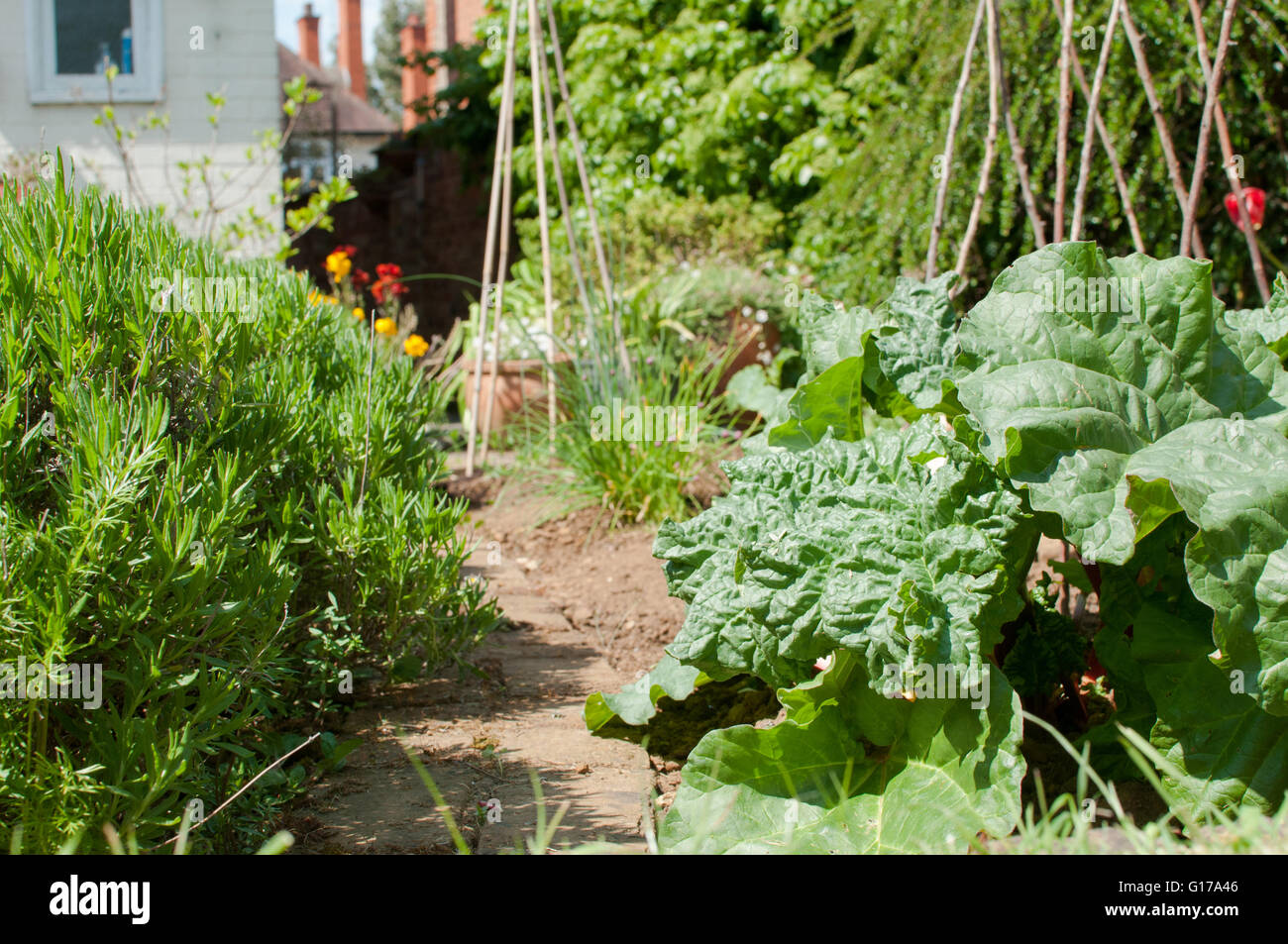 Organic vegetables growing in the allotment or vegetable patch Stock Photo