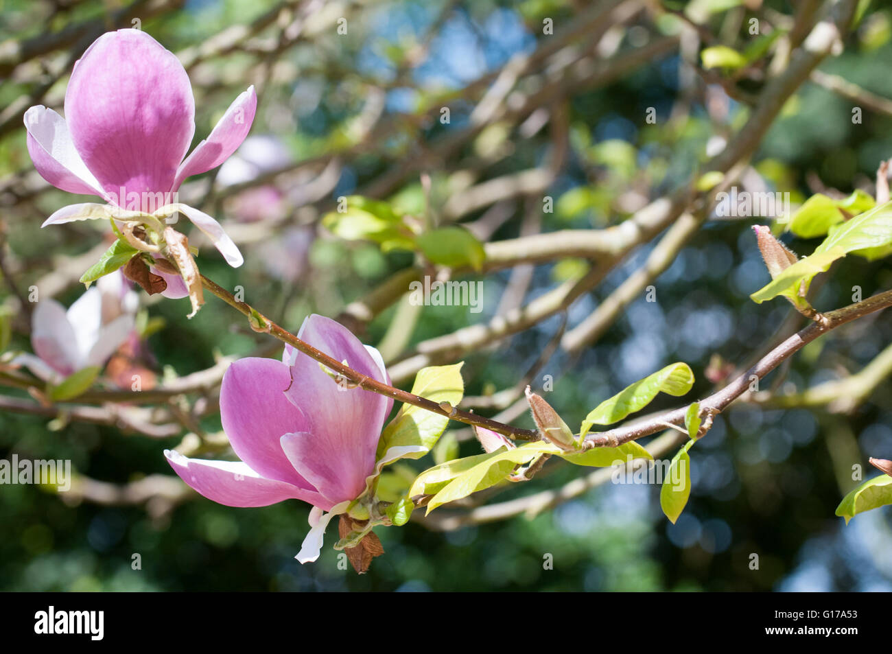 Magnolia tree petals hi-res stock photography and images - Alamy