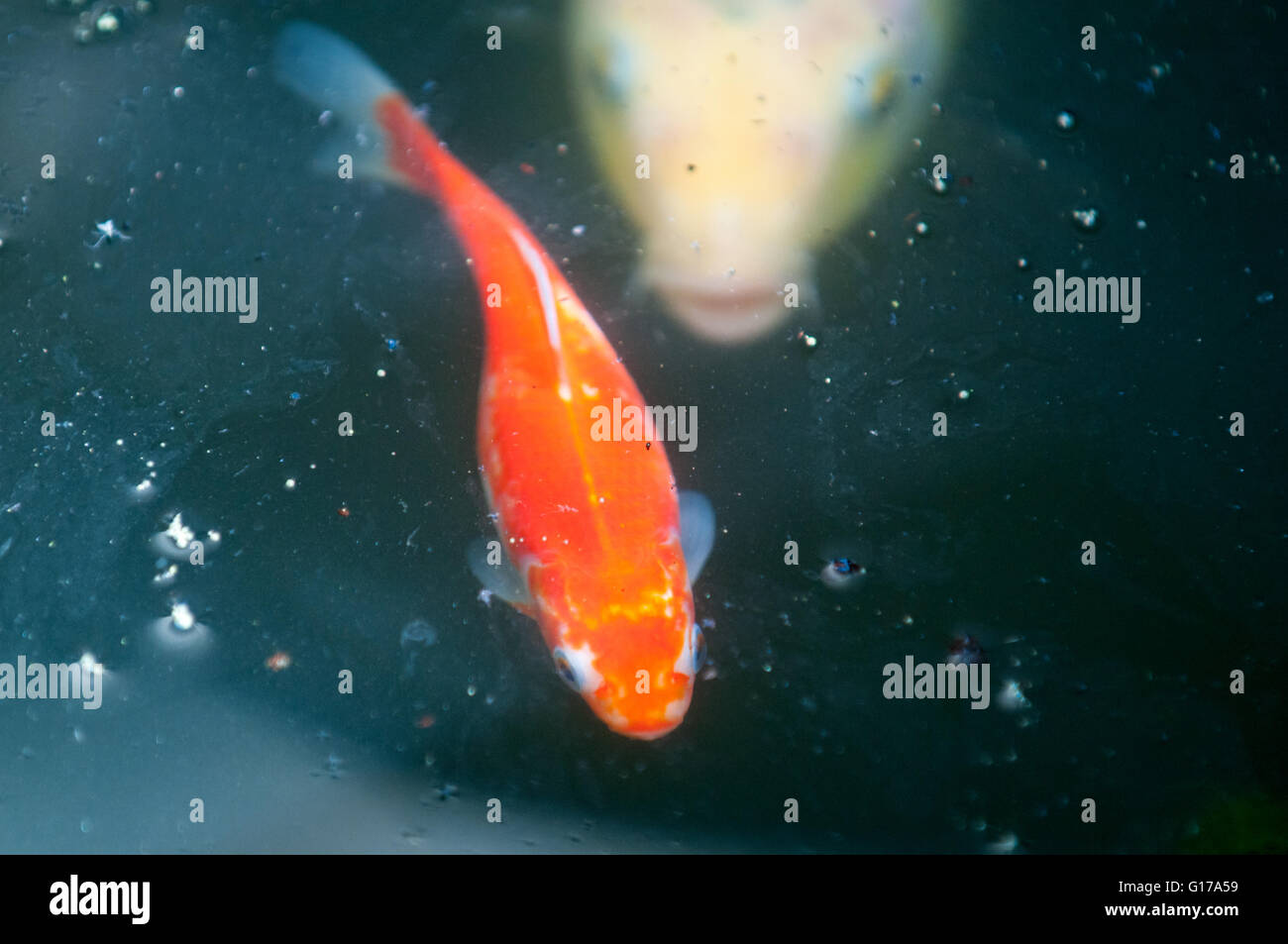 Goldfish in a dirty pond with a larger fish approaching Stock Photo Alamy