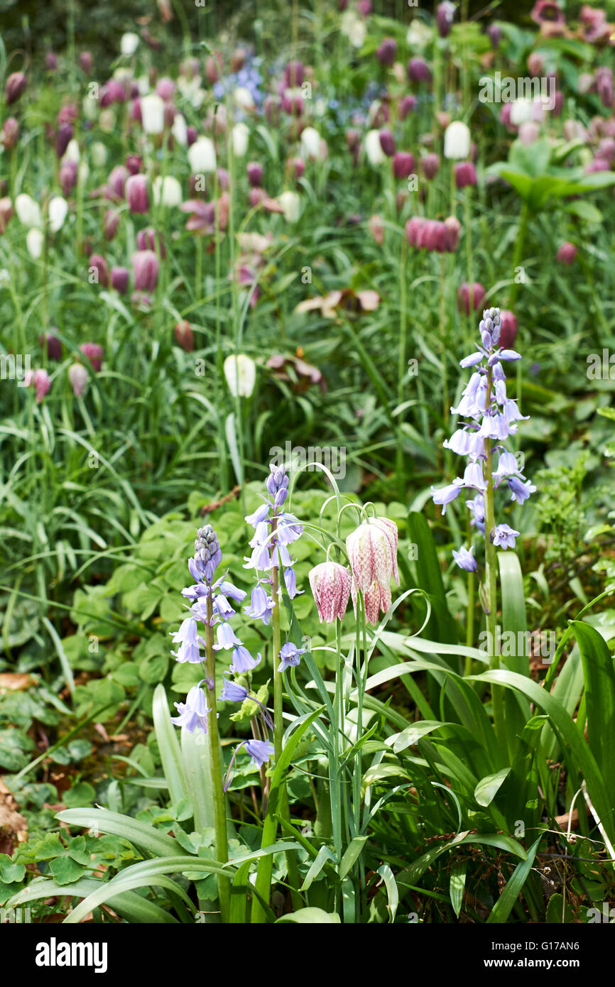 An English Country Garden flowerbed with Bluebells (Hyacinthoides non ...
