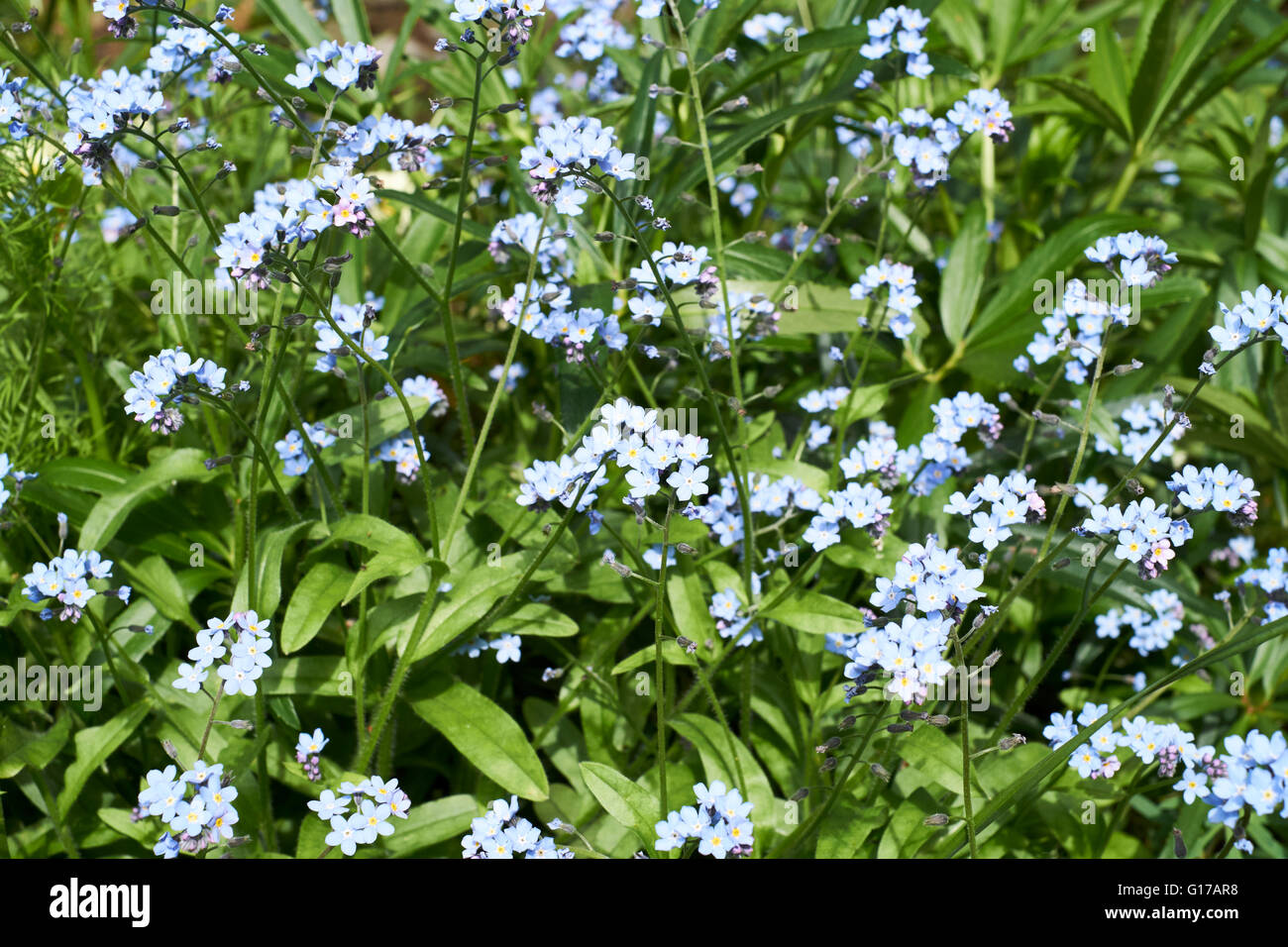 An English Country Garden flowerbed densely planted with Forget-me-not (Myosotis). Spring. UK Stock Photo