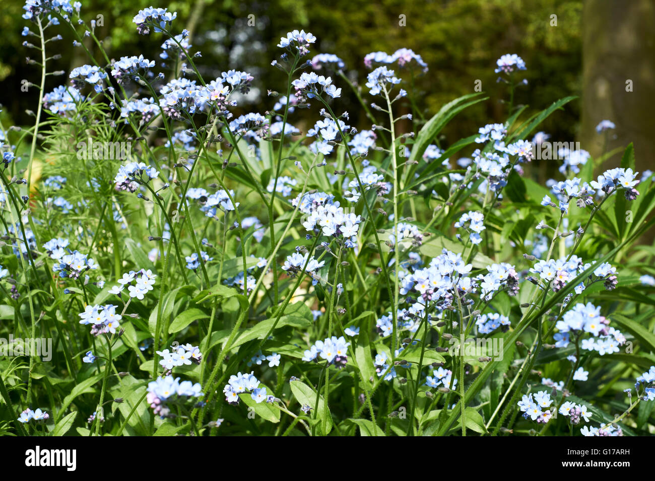 An English Country Garden flowerbed densely planted with Forget-me-not (Myosotis). Spring. UK Stock Photo