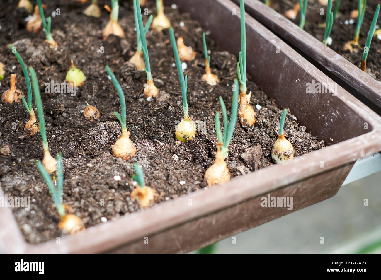 Sturon AGM onion sets growing in compost filled seed trays in a
