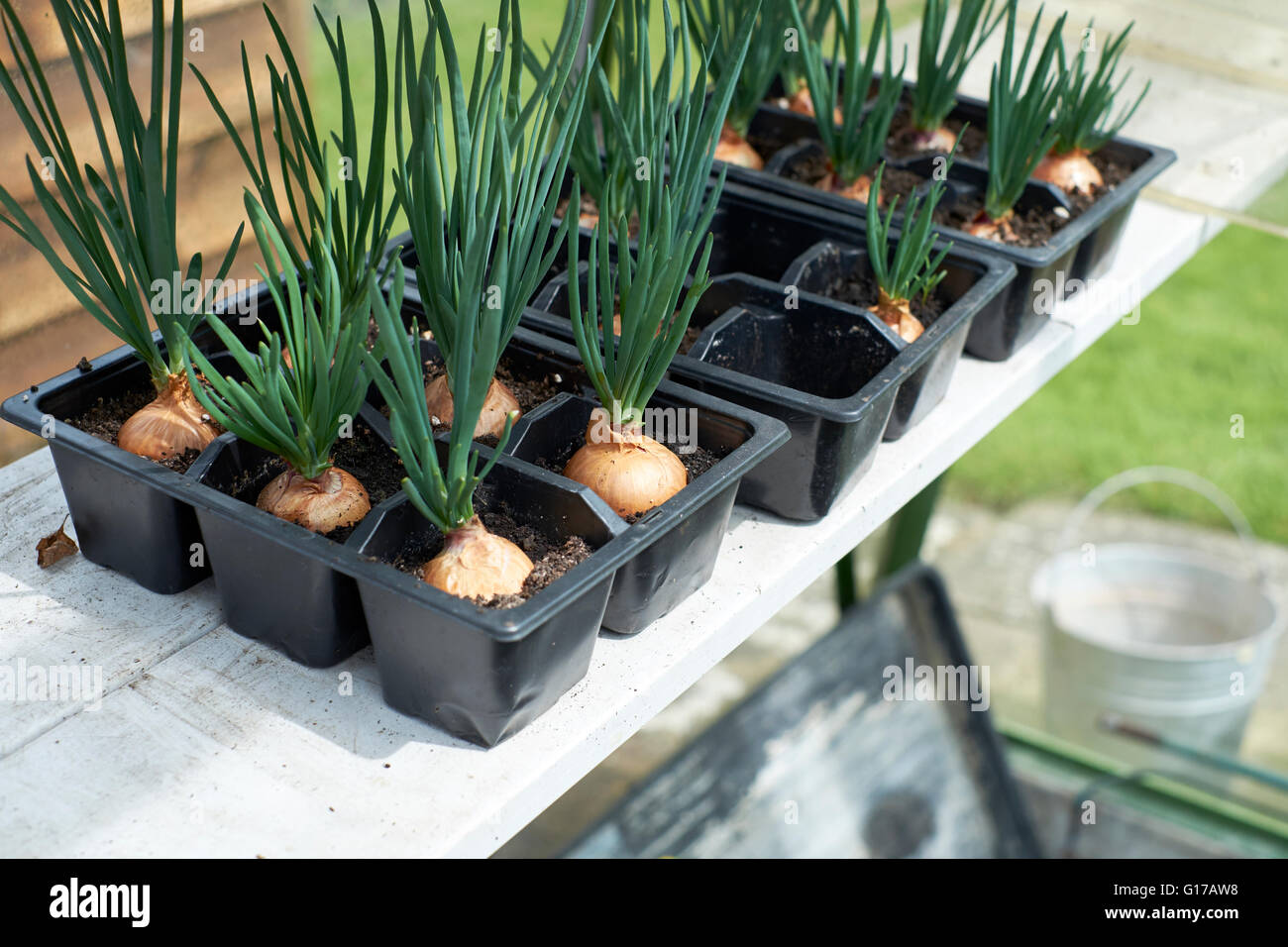 Red Sun shallot sets growing in compost filled seed plug trays in a greenhouse. Spring. UK Stock