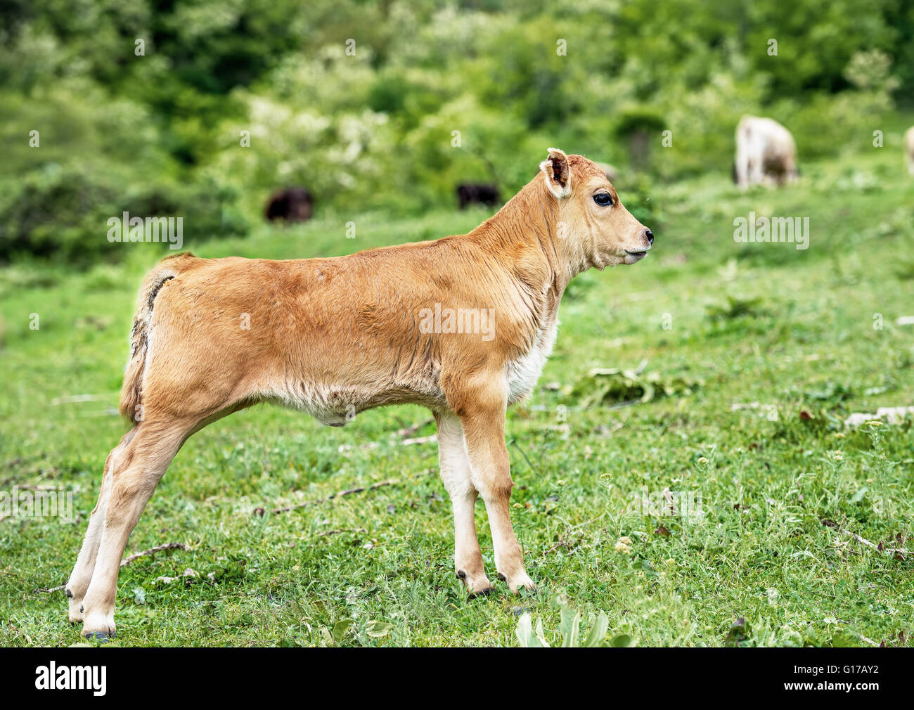 Pretty little calf standing alone in green pasture. Stock Photo