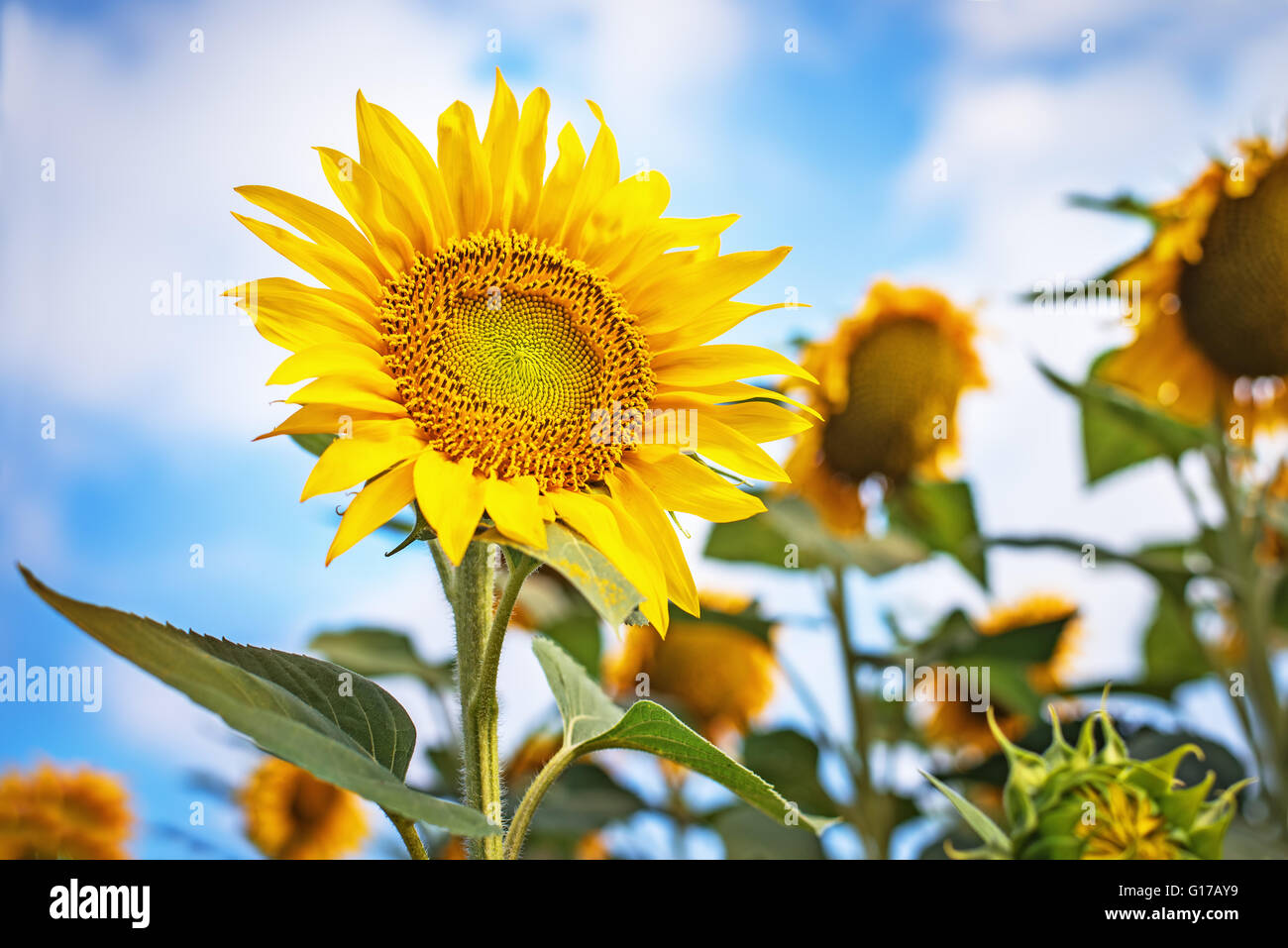 Beautiful sunflowers against blue sky. Stock Photo