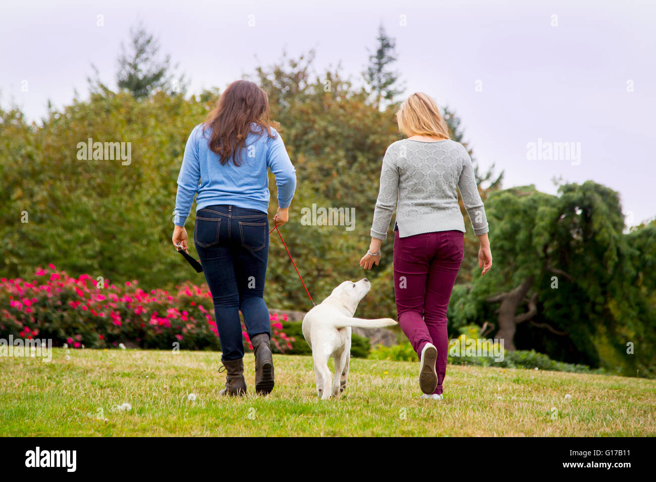 Two young women walking dog in park, rear view Stock Photo