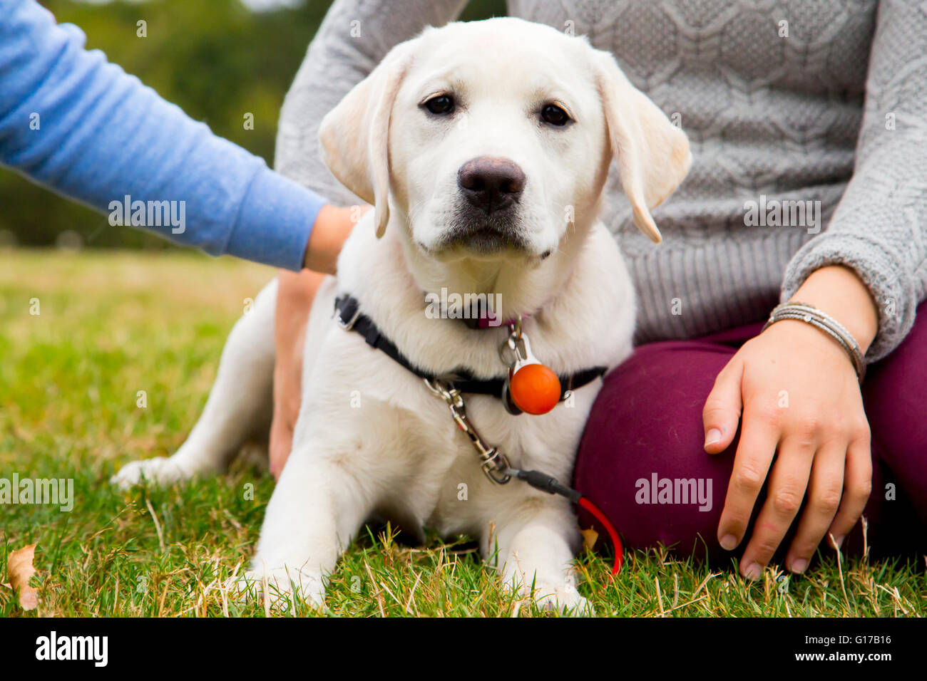 Two young women sitting with dog in park, mid section Stock Photo