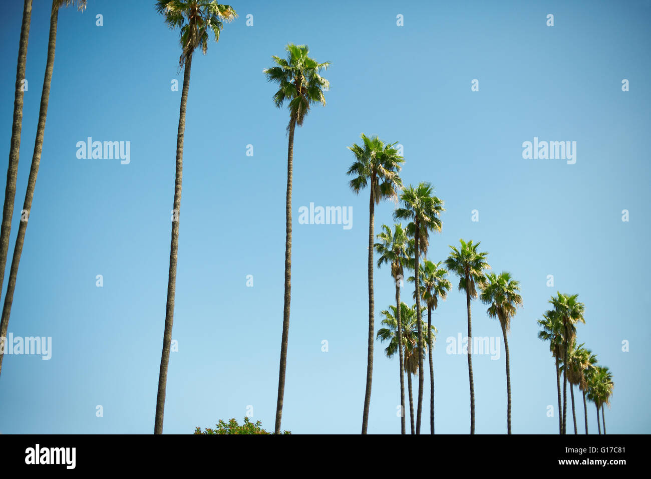 Row of tall palm trees, Los Angeles, USA Stock Photo