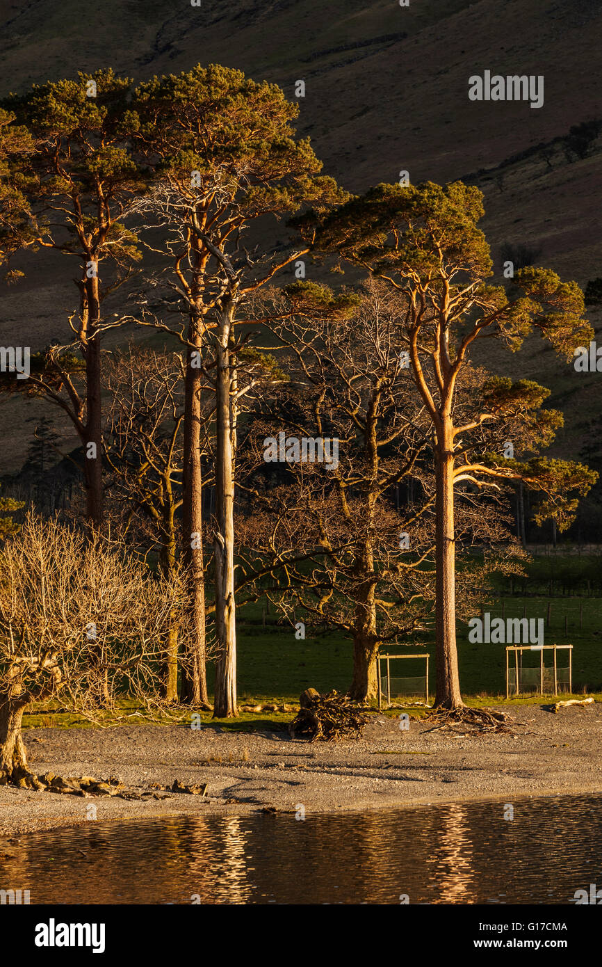 Trees at South End of Buttermere Brightly Illuminated by Setting Sun ...