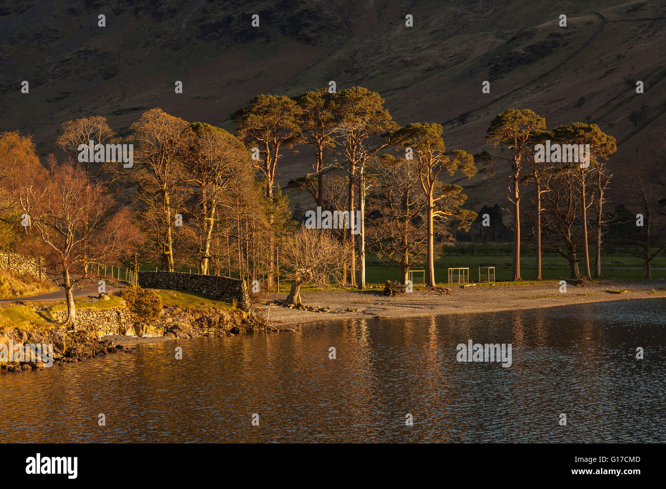 Trees at South End of Buttermere Brightly Illuminated by Setting Sun ...