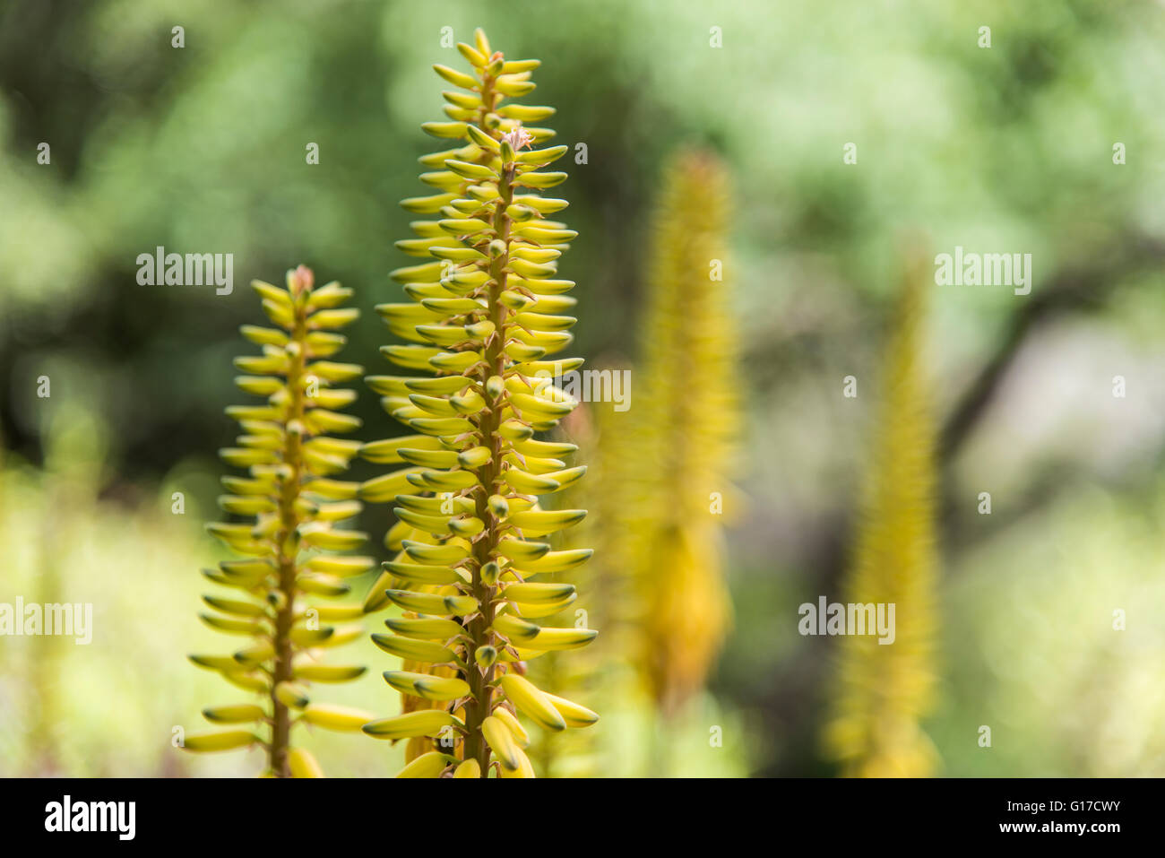 Aloe vera Stock Photo