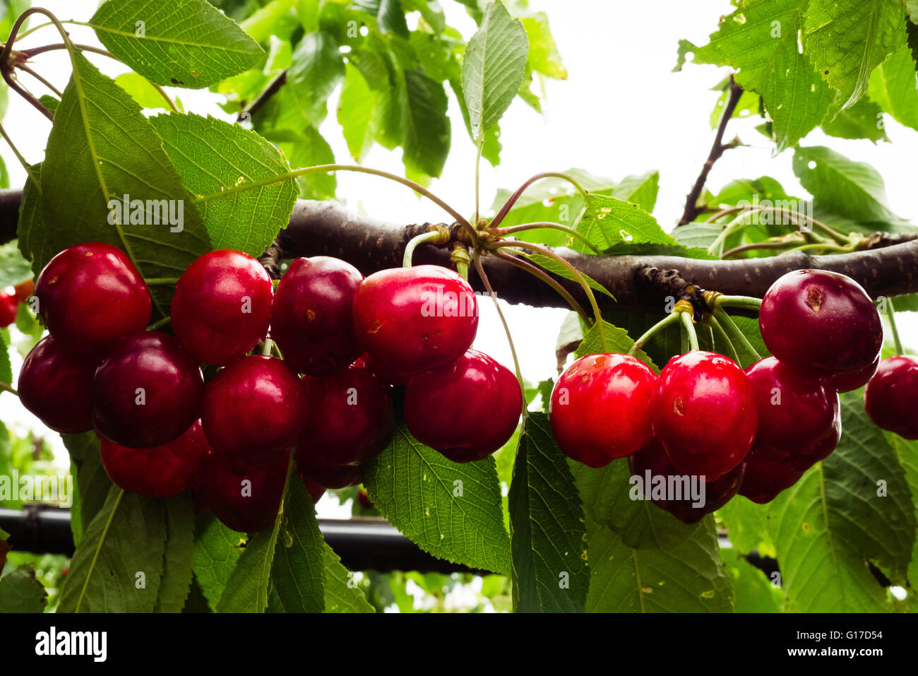 Branches of the ripeness cherries . Stock Photo
