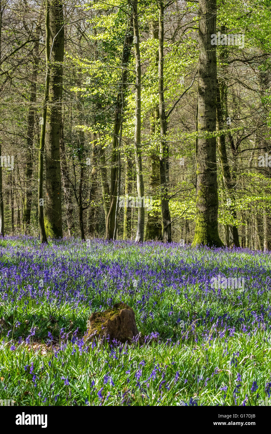 English bluebells 'hyacinthoides non-scripta' growing in Forest of Dean near Blakeney Gloucestershire Engalnd UK in springtime Stock Photo