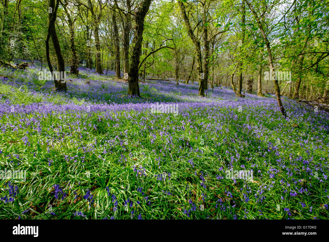 Swathes of English bluebells 'hyacinthoides non-scripta' growing in Forest of Dean above Blakeney Gloucestershire England UK Stock Photo