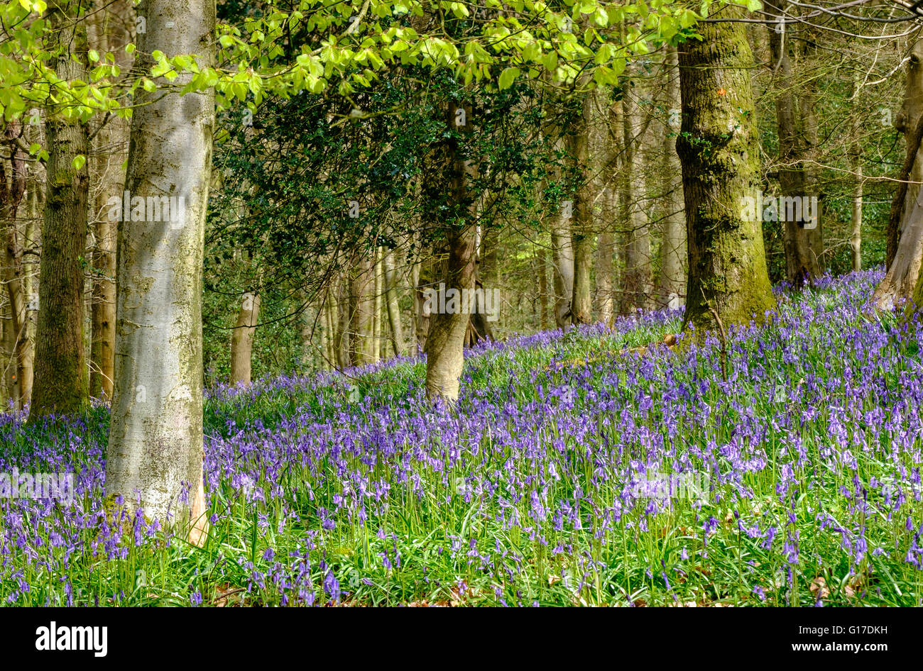 English bluebells 'hyacithoides non-sctipta' in Forest of Dean above Blakeney Gloucestershire England in springtime. UK Stock Photo