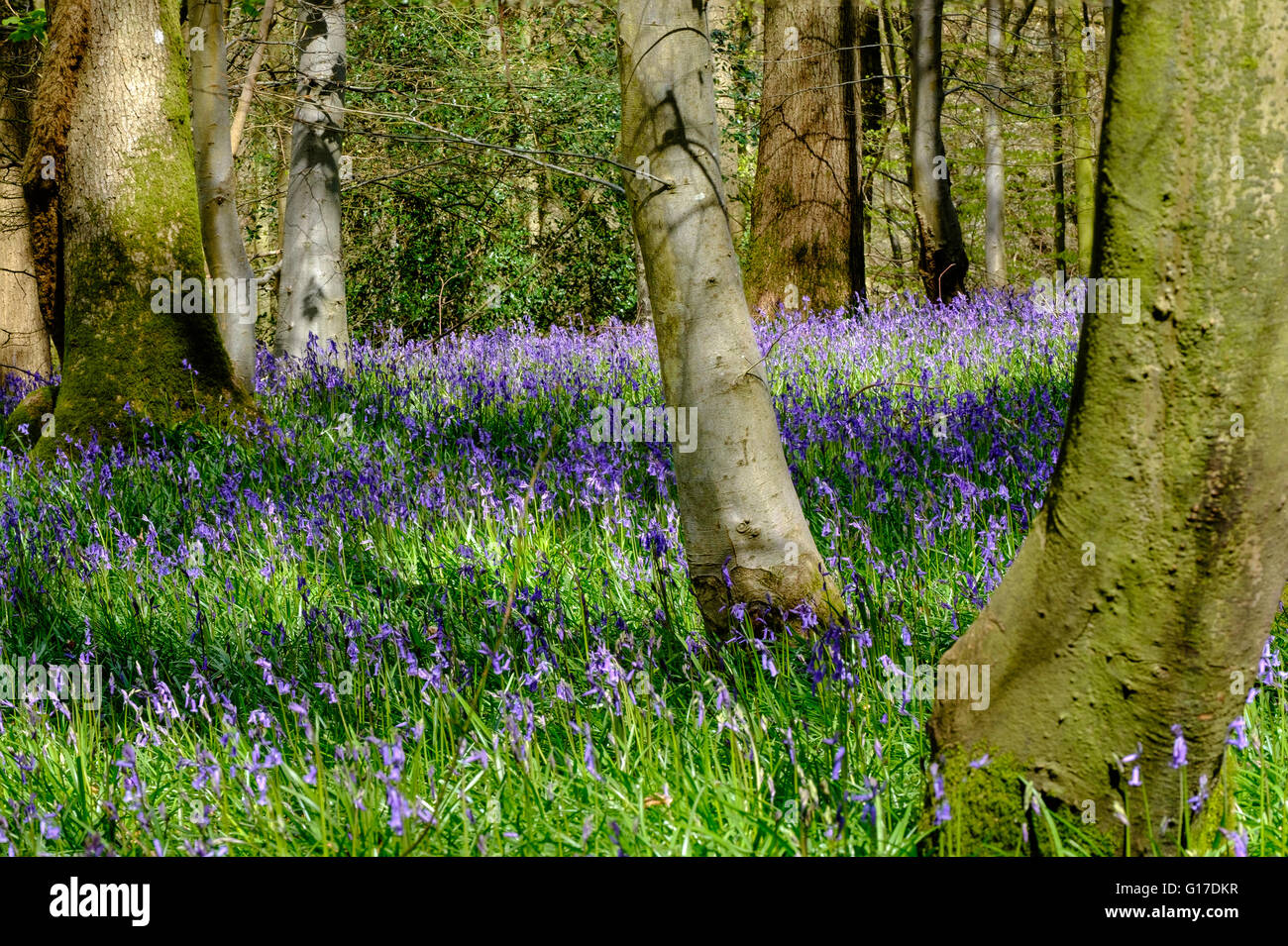 English bluebells 'hyacithoides non-sctipta' in Forest of Dean above Blakeney Gloucestershire England in springtime. UK Stock Photo