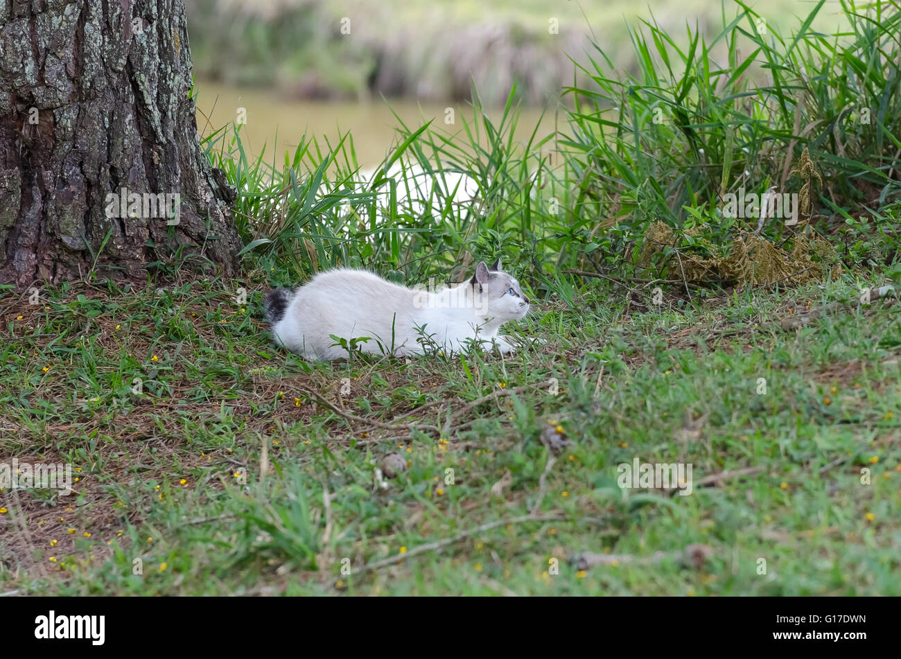 Cute cat with blue eyes playing around in the grass Stock Photo - Alamy