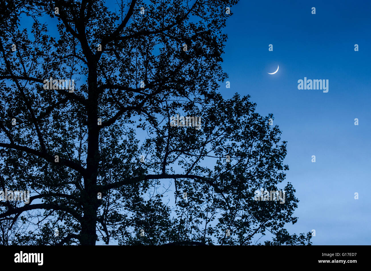 Crescent Moon and night sky with silhouetted tree Stock Photo - Alamy