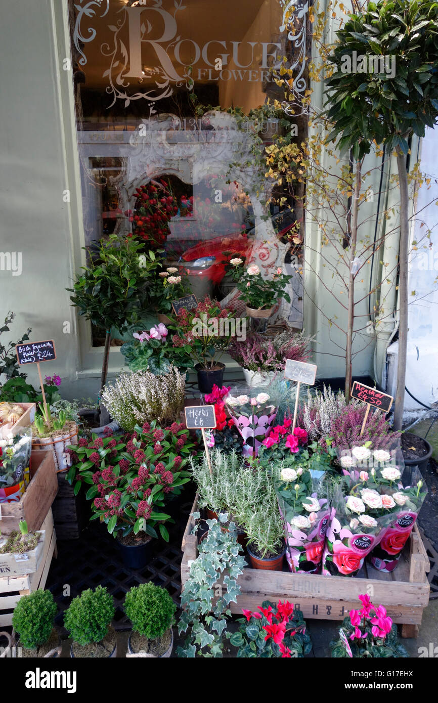 Plants outside a flower shop in the West End of Edinburgh Stock Photo
