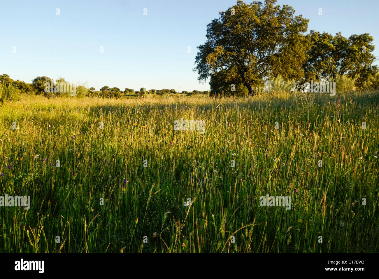 Meadow and oak trees in a Spanish landscape in the spring at sunset