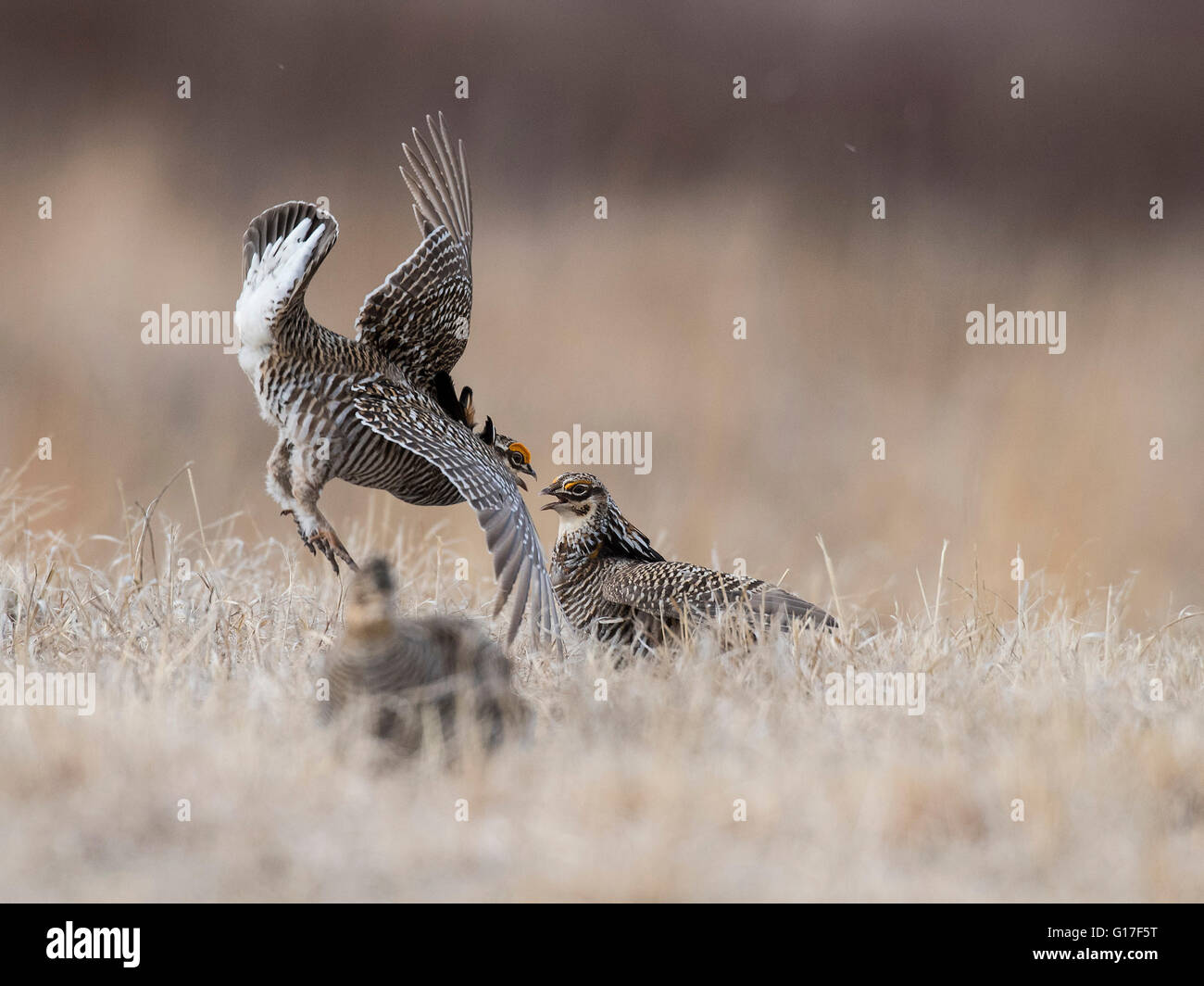 Fighting Prairie Chickens in the spring in Minnesota Stock Photo Alamy