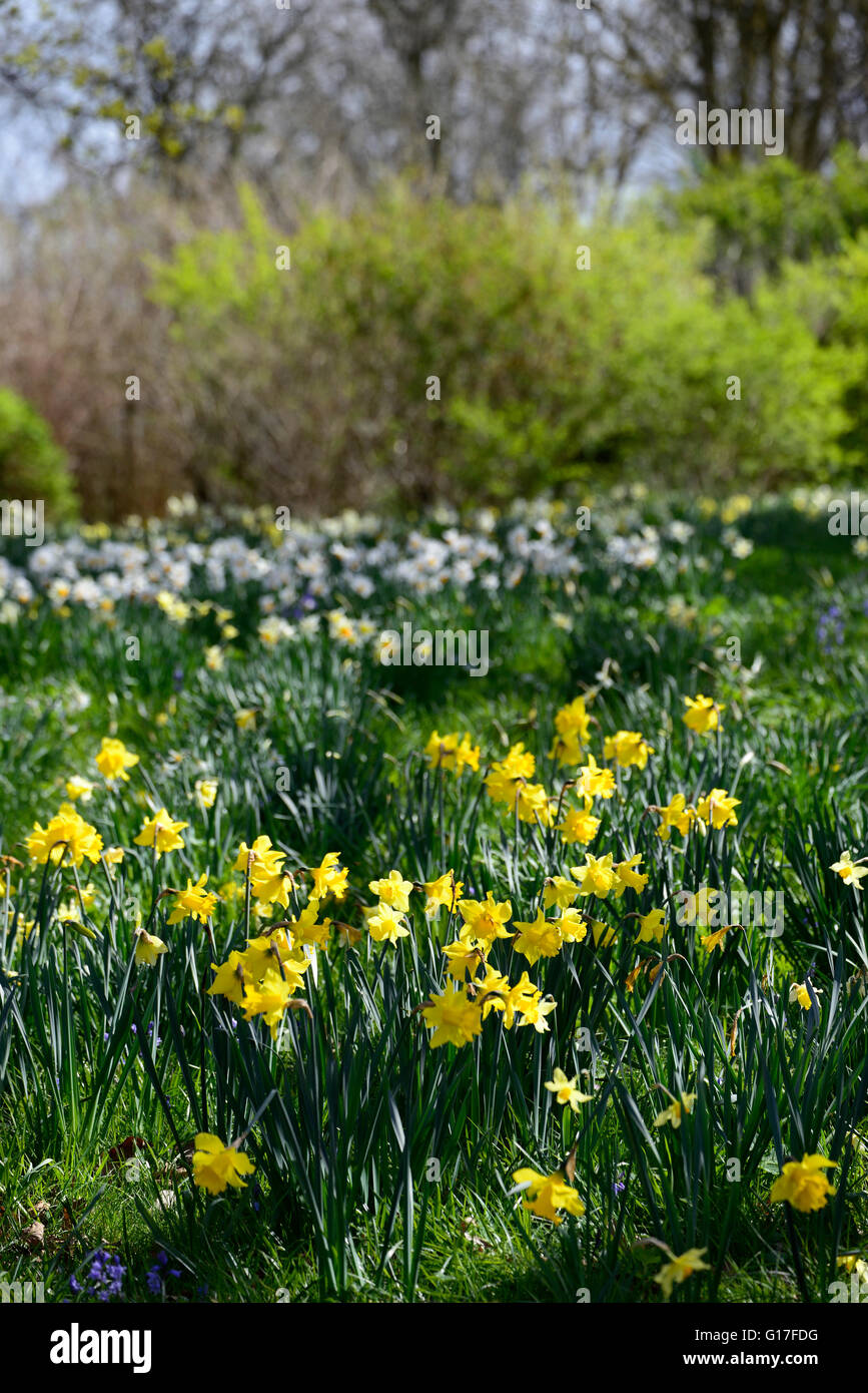 white yellow daffodils narcissus naturalise naturalising naturalised
