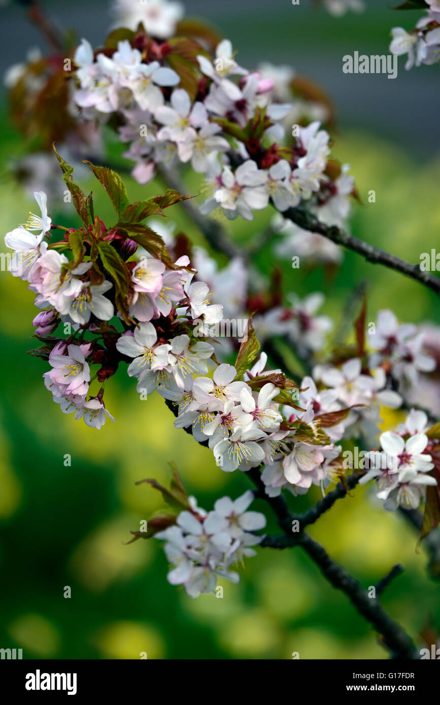 Prunus sargentii Prunus serrulata cerasus sachalinensis Sargent Cherry Northern Japanese Hill Cherry spring flowers blossoms Stock Photo