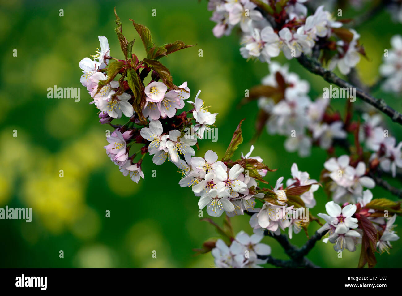 Prunus sargentii Prunus serrulata cerasus sachalinensis Sargent Cherry Northern Japanese Hill Cherry spring flowers blossoms Stock Photo