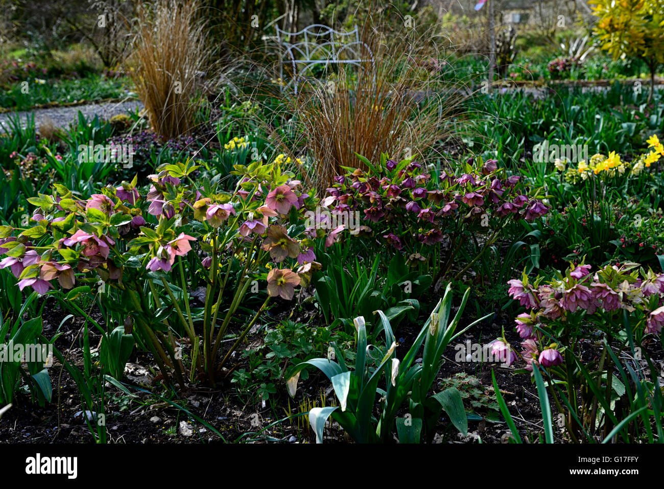 hellebores alliums tulips daffodils mix mixed bed flowerbed spring RM