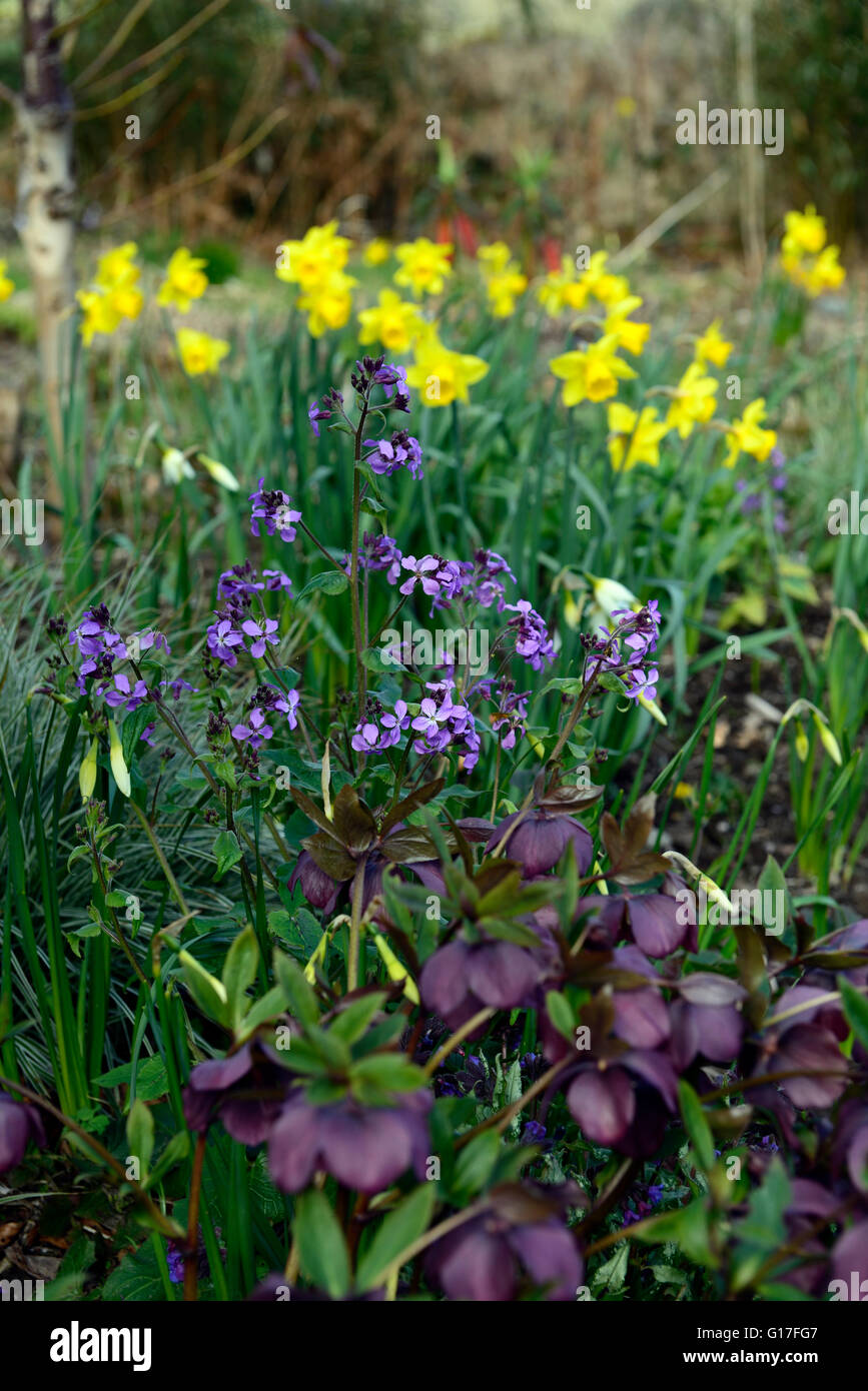 purple hellebore hesperis matronalis daffodil mix mixed flower flowers flowering spring display be flowerbed border RM Floral Stock Photo