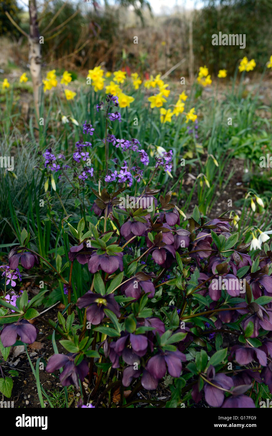 purple hellebore hesperis matronalis mix mixed flower flowers flowering spring display be flowerbed border RM Floral Stock Photo
