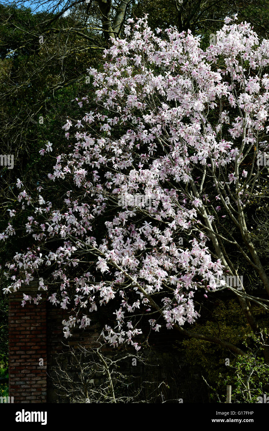 magnolia dawsoniana flower flowers blooms blossoms deciduous garden Magnolias pink scent scented tree trees spring RM Floral Stock Photo