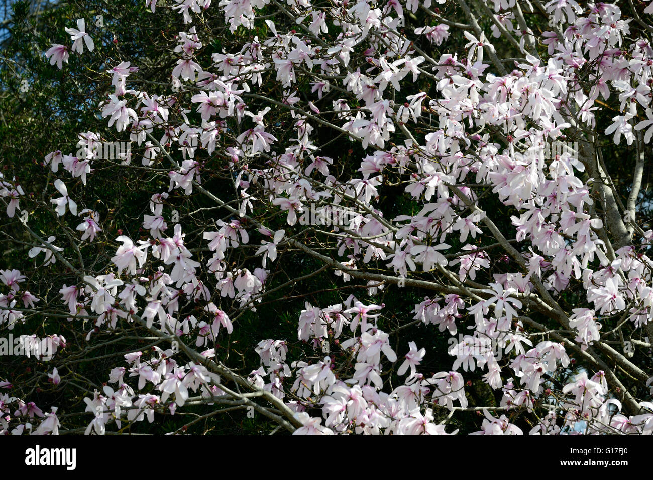 magnolia dawsoniana flower flowers blooms blossoms deciduous garden Magnolias pink scent scented tree trees spring RM Floral Stock Photo