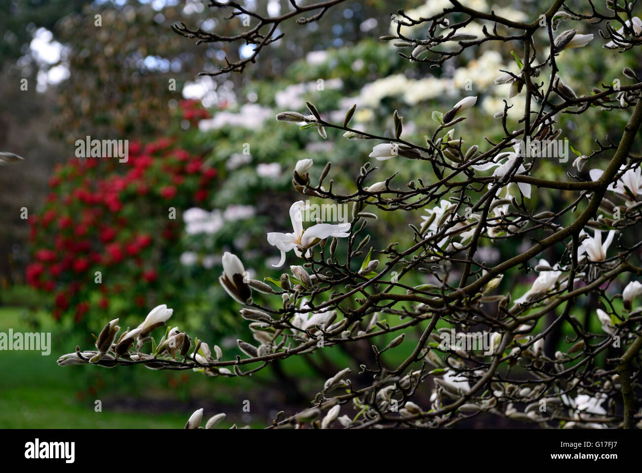 Magnolia Kobus rhododendron strigillosum rhododendron calophytum red white flowers flowering bloom spring garden RM Floral Stock Photo