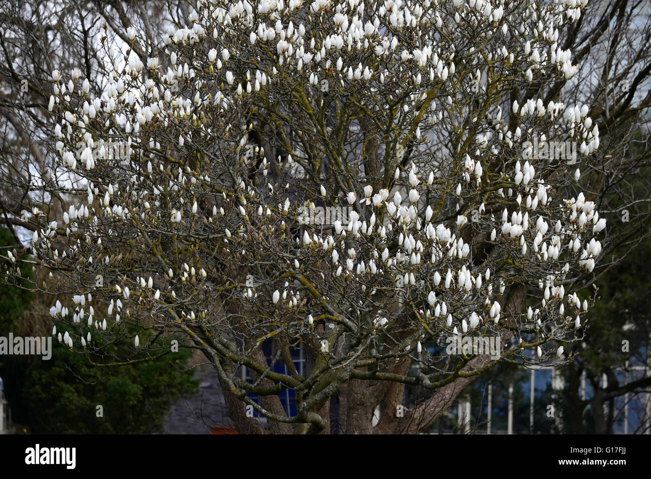 Magnolia soulangeana speciosa saucer magnolia hires stock photography and images Alamy