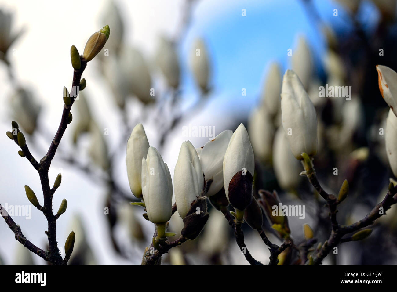 magnolia x soulangeana speciosa saucer magnolia white flowers flowering deciduous bloom blossom