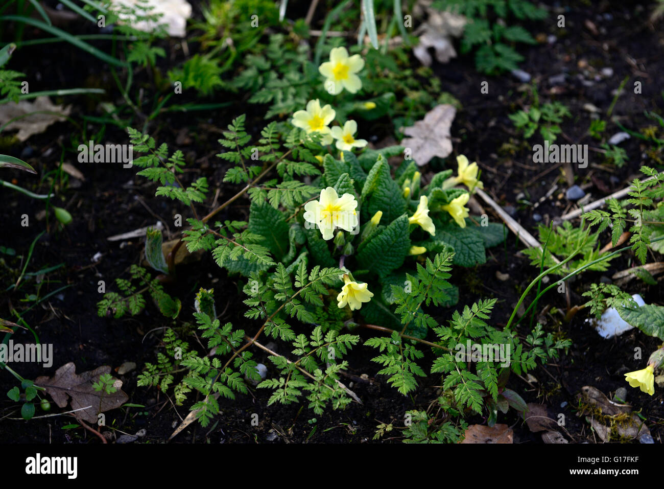 primula cowslip yellow flower primrose primroses early flowering flowers spring RM Floral Stock Photo