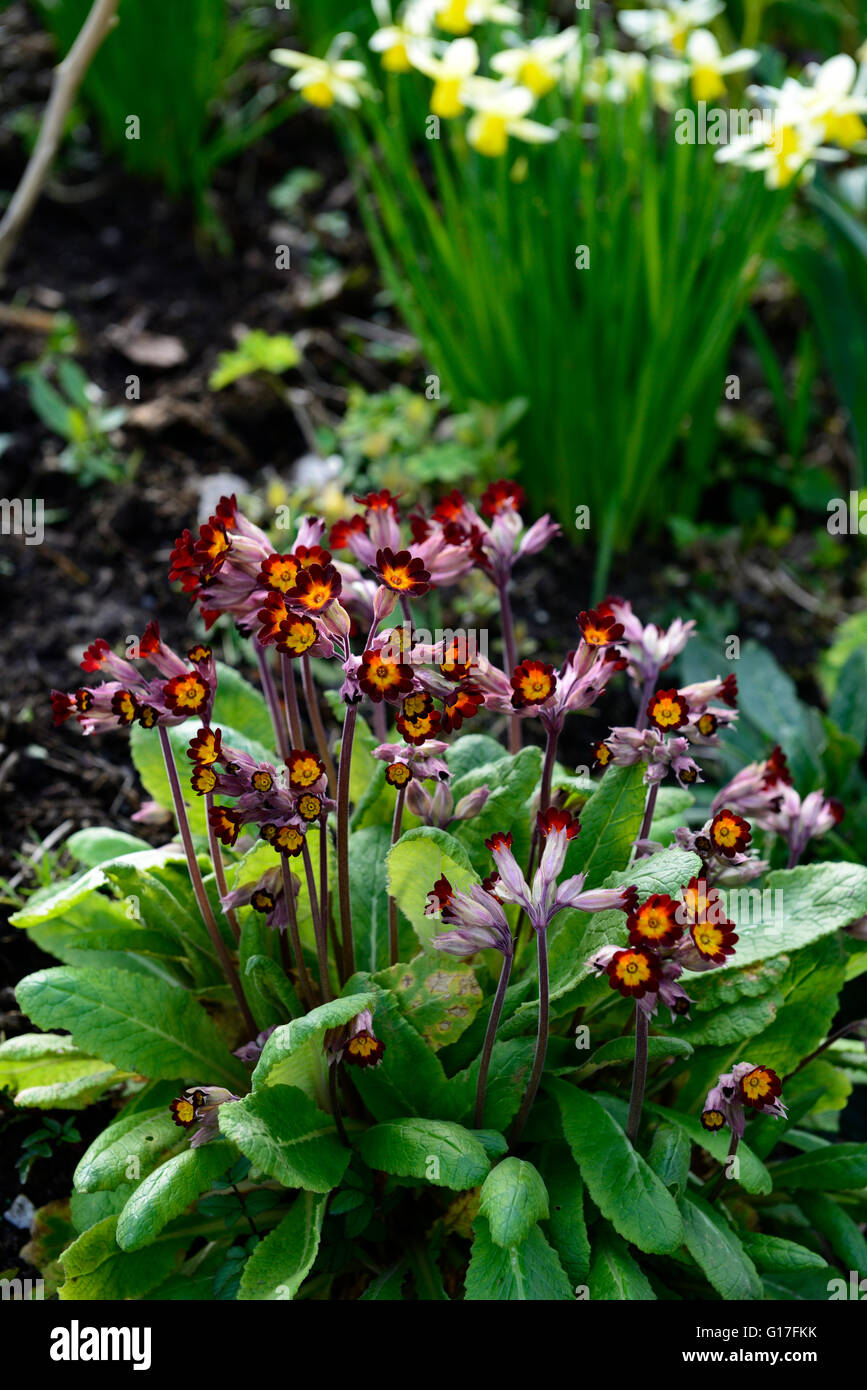 primula elatior red daffodil planting spring flower flowers bloom blossoms daffodils  RM Floral Stock Photo