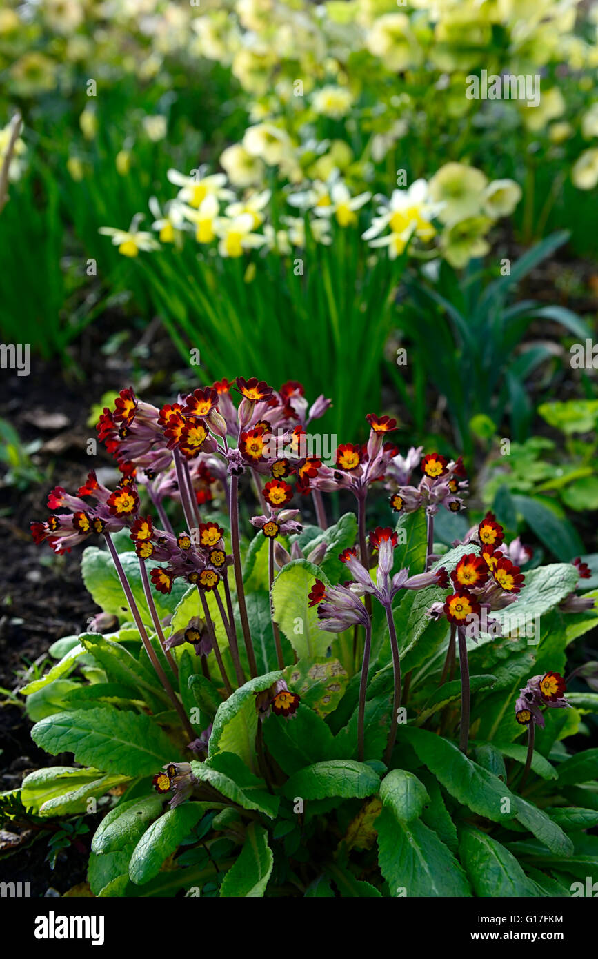 primula elatior red daffodil hellebore mix mixed planting spring flower