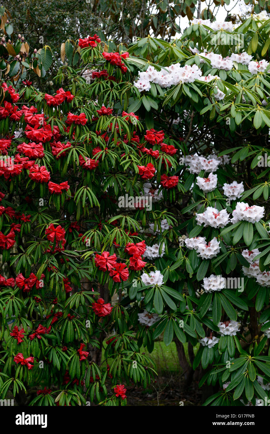 rhododendron strigillosum rhododendron calophytum spring red white combination flower flowers bloom blossom blossoms contrast RM Stock Photo