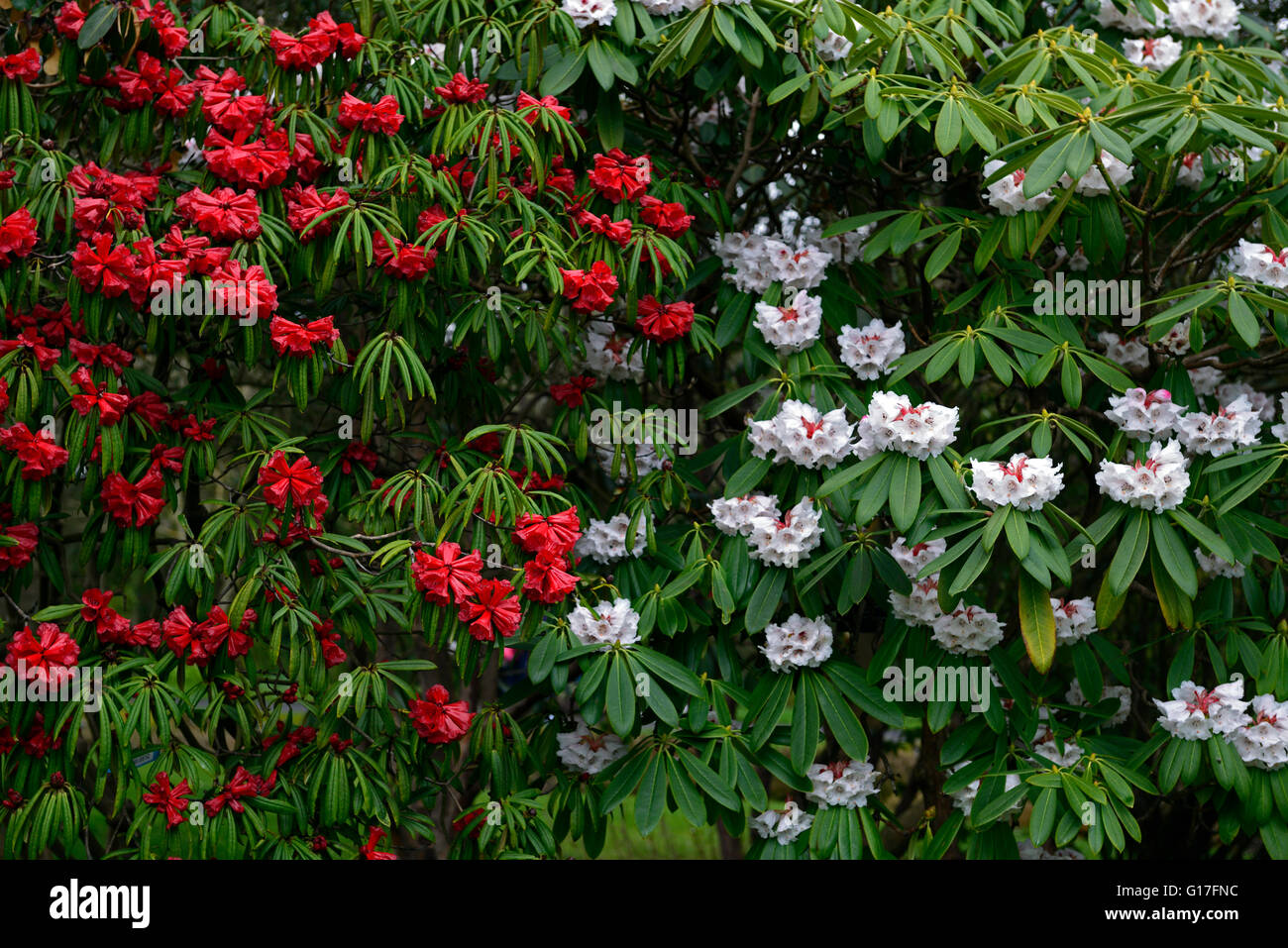 rhododendron strigillosum rhododendron calophytum spring red white combination flower flowers bloom blossom blossoms contrast Stock Photo